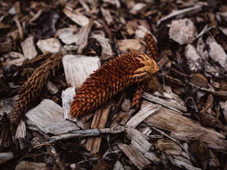 Asp Maksimi Talletus: Täydet Ohjeet Ja Tärkeimmät Tiedot