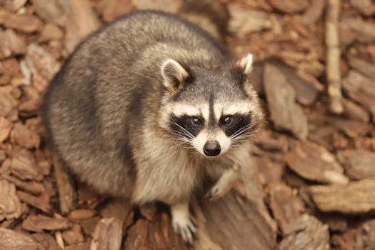Uhkapelaaminen Laina: Riskit, Mahdollisuudet Ja Tärkeimmät Seikat