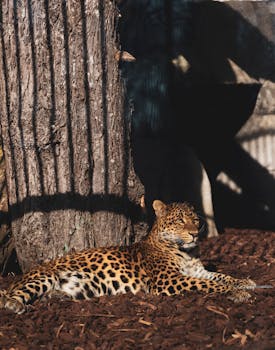 Skoda Octavia Rahoitustarjous: Edut Ja Vertailuvinkit