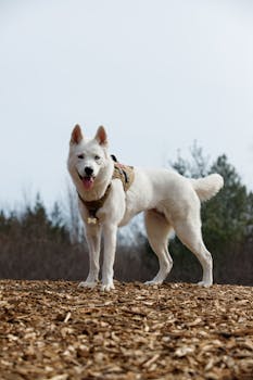 Pokerstove Online: Työkalut Ja Strategiat Pokerin Analysointiin Netissä