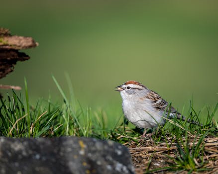 Lainalaskuri: Opas Lainojen Laskemiseen Ja Vertailuun