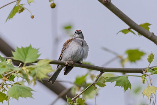 Understanding Luotot: Definition, Features, And Applications